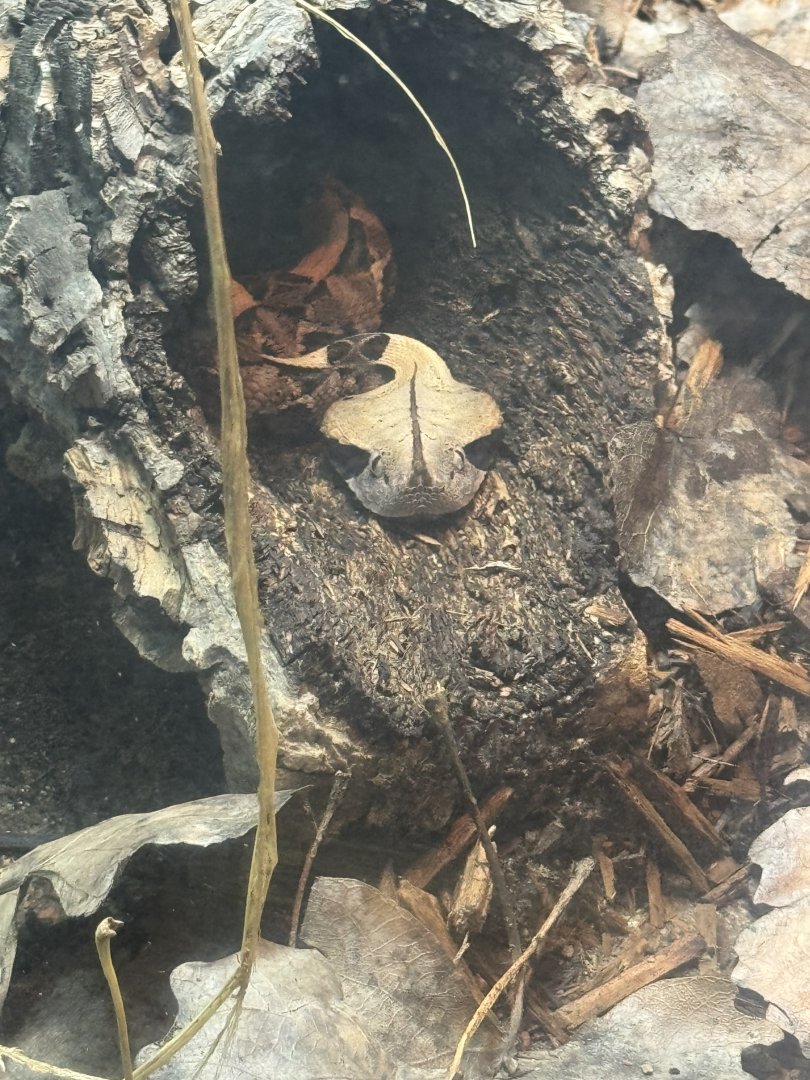 Gaboon Viper