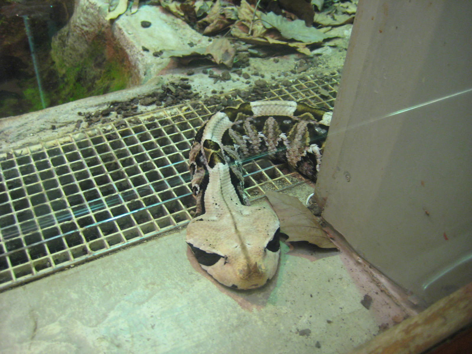 Gaboon viper