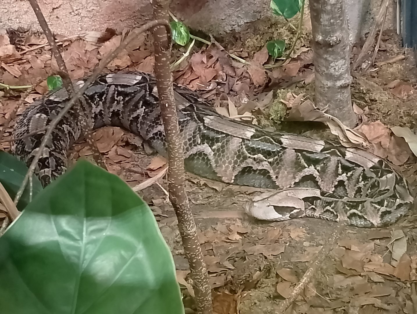 Gaboon viper