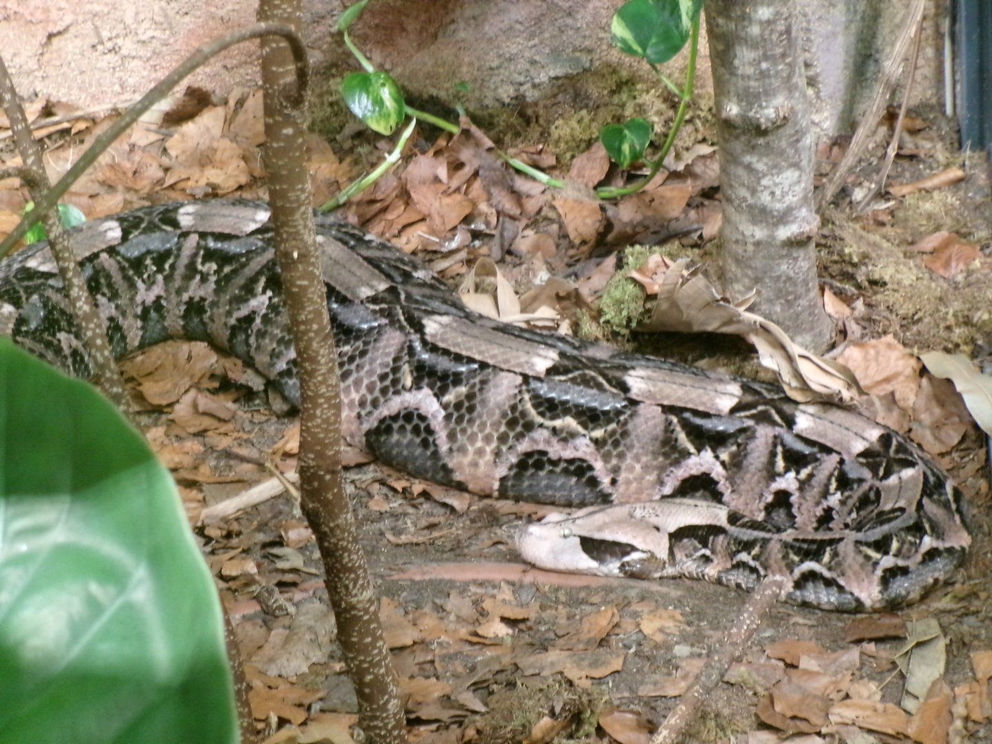 Gaboon viper
