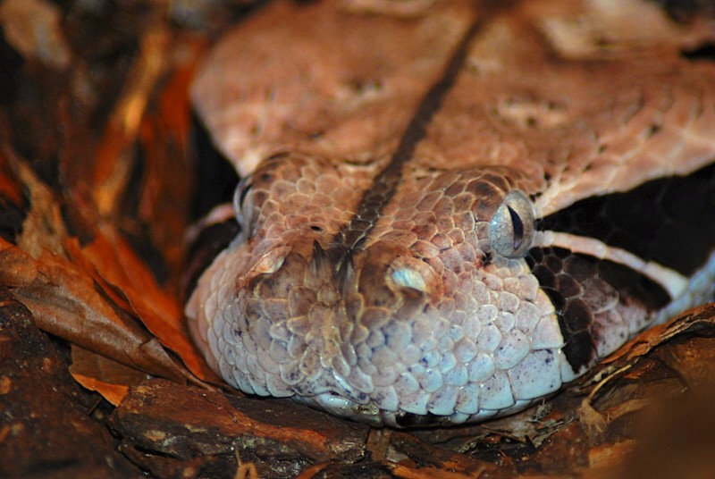 Gaboon Viper