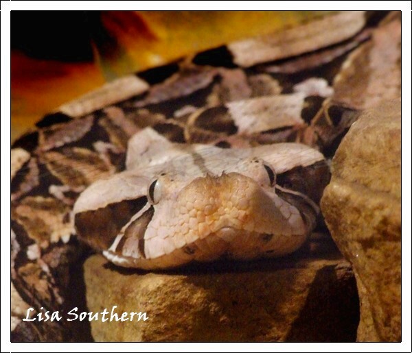 Gaboon Viper