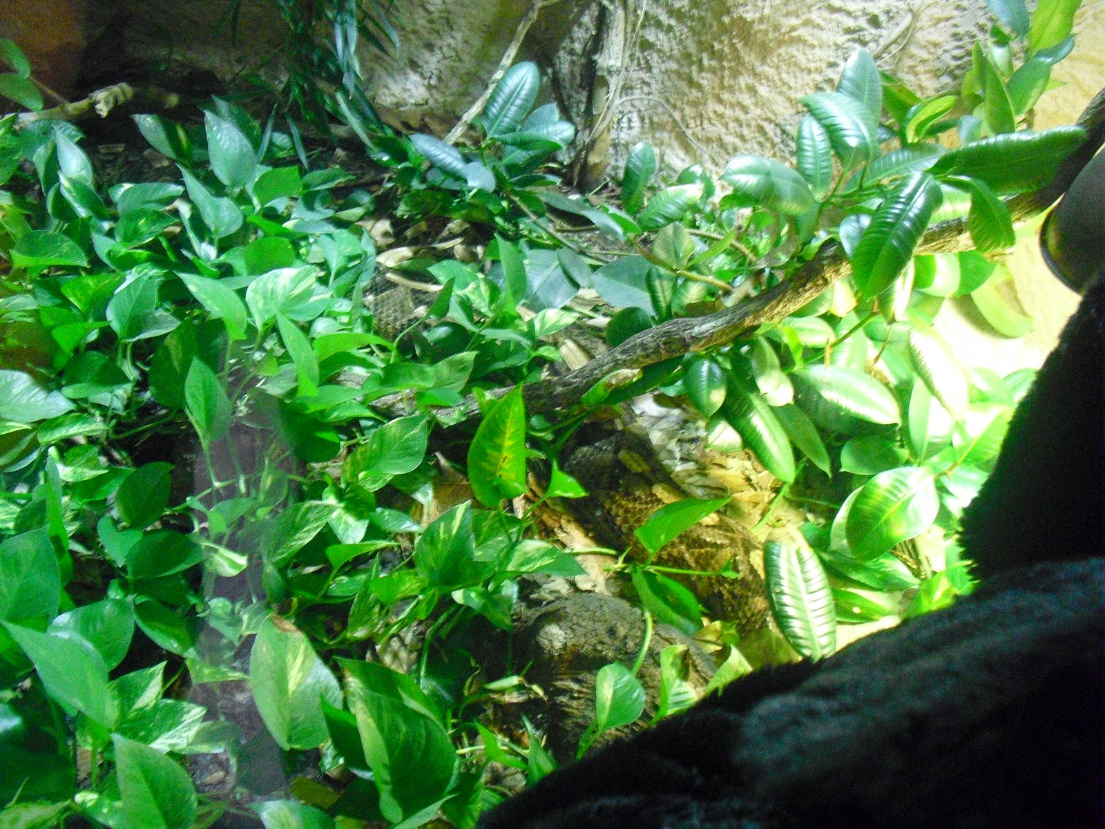 Gaboon Vipers - 16/02/2011