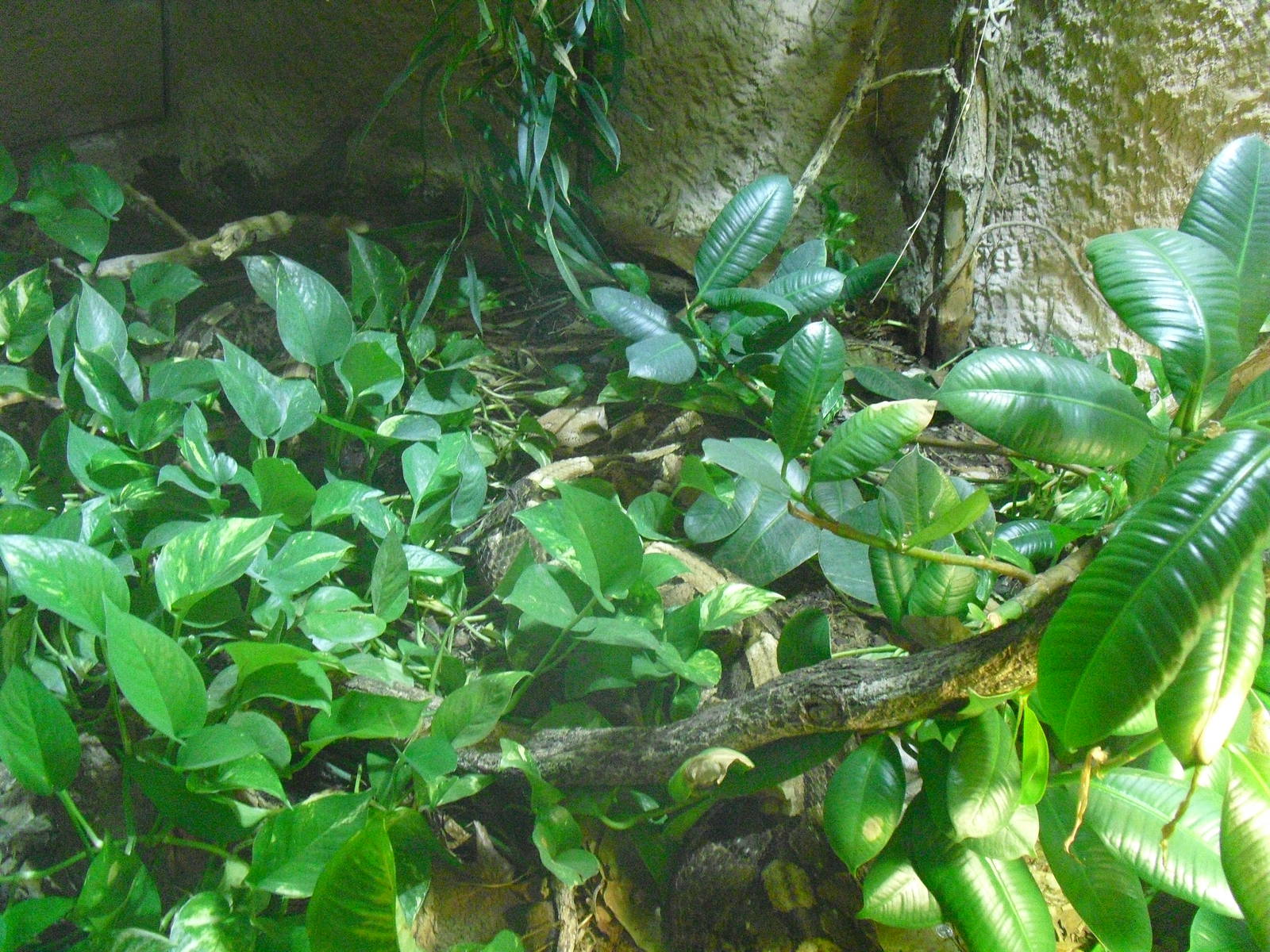 Gaboon Vipers - 16/02/2011