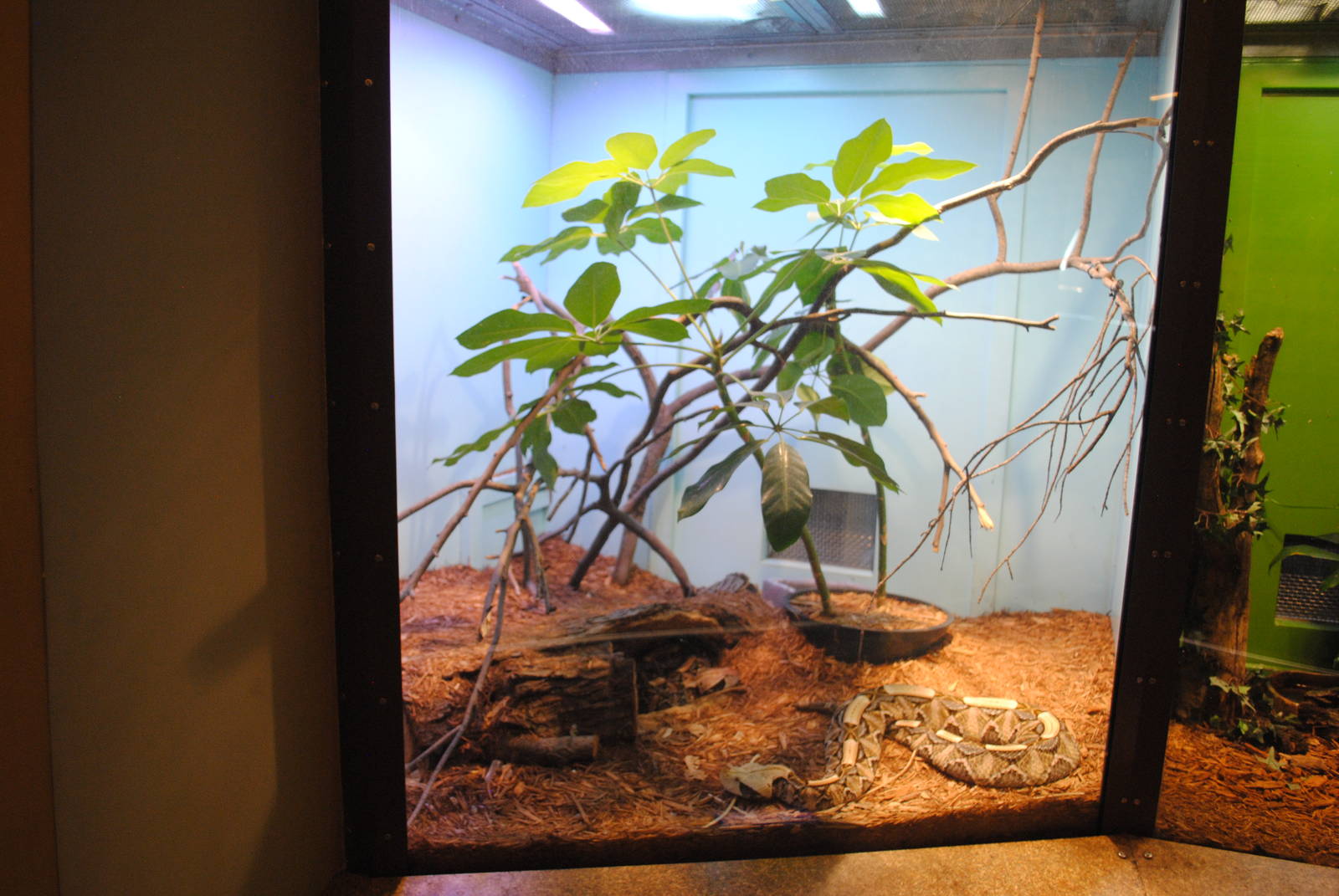 Gaboon Vipers exhibit