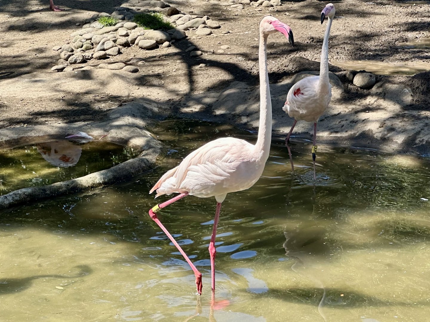 Gabriel (Greater Flamingo)
