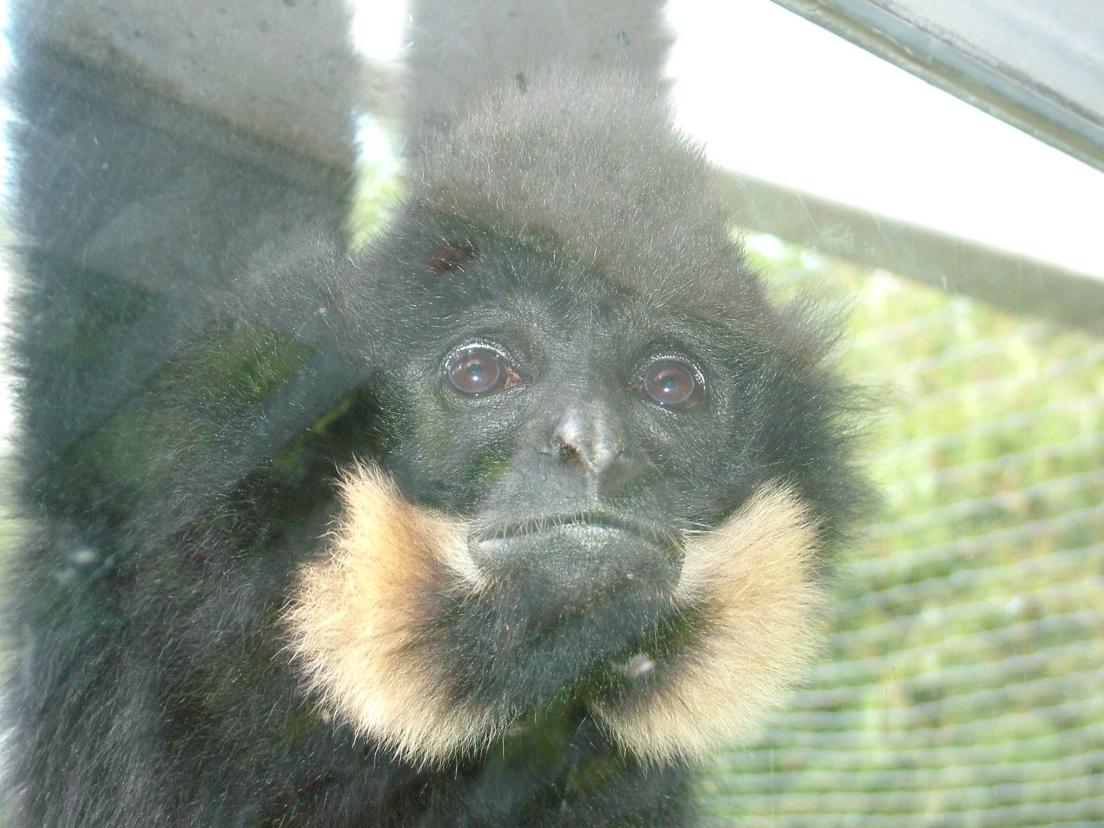 Gabriella's (Buff-cheeked) Gibbon at Mulhouse 29/08/09