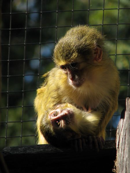 Gabun talapoin at Prague zoo