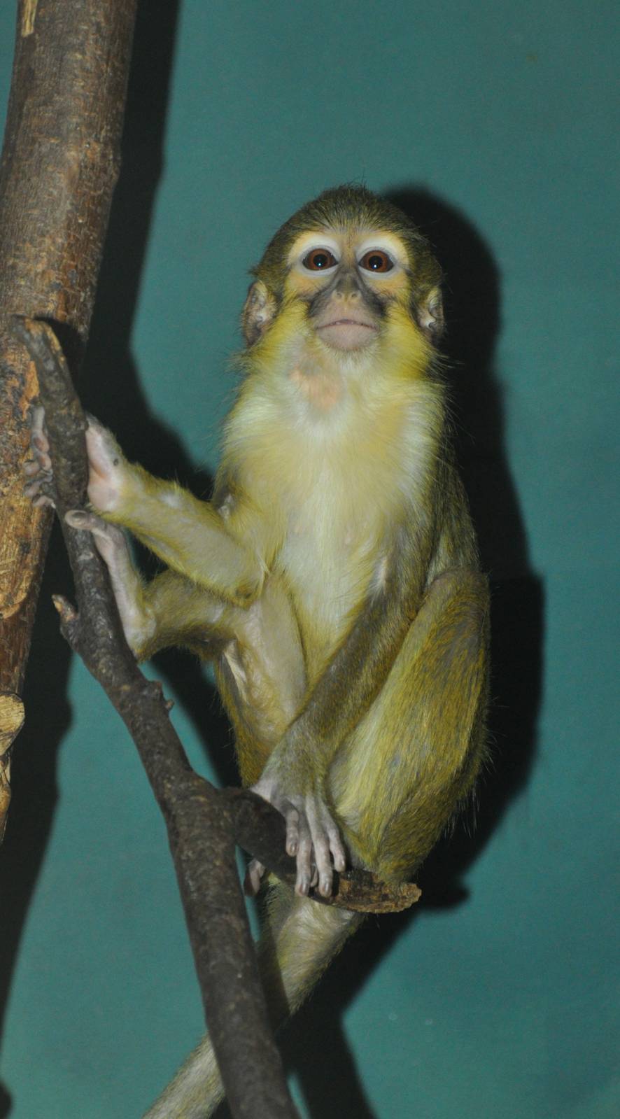 Gabun talapoin (Miopithecus ogouensis)