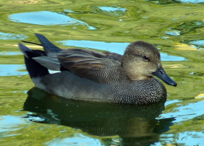 Gadwall (Anas strepera)