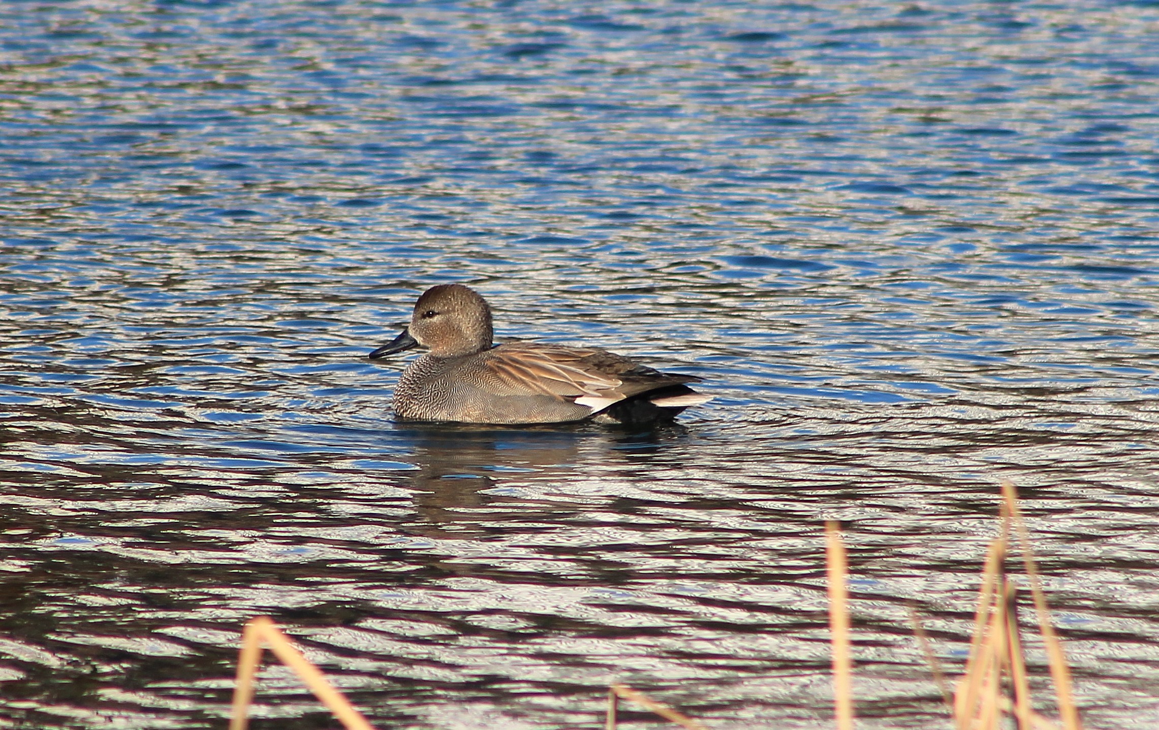 Gadwall (Anas strepera)