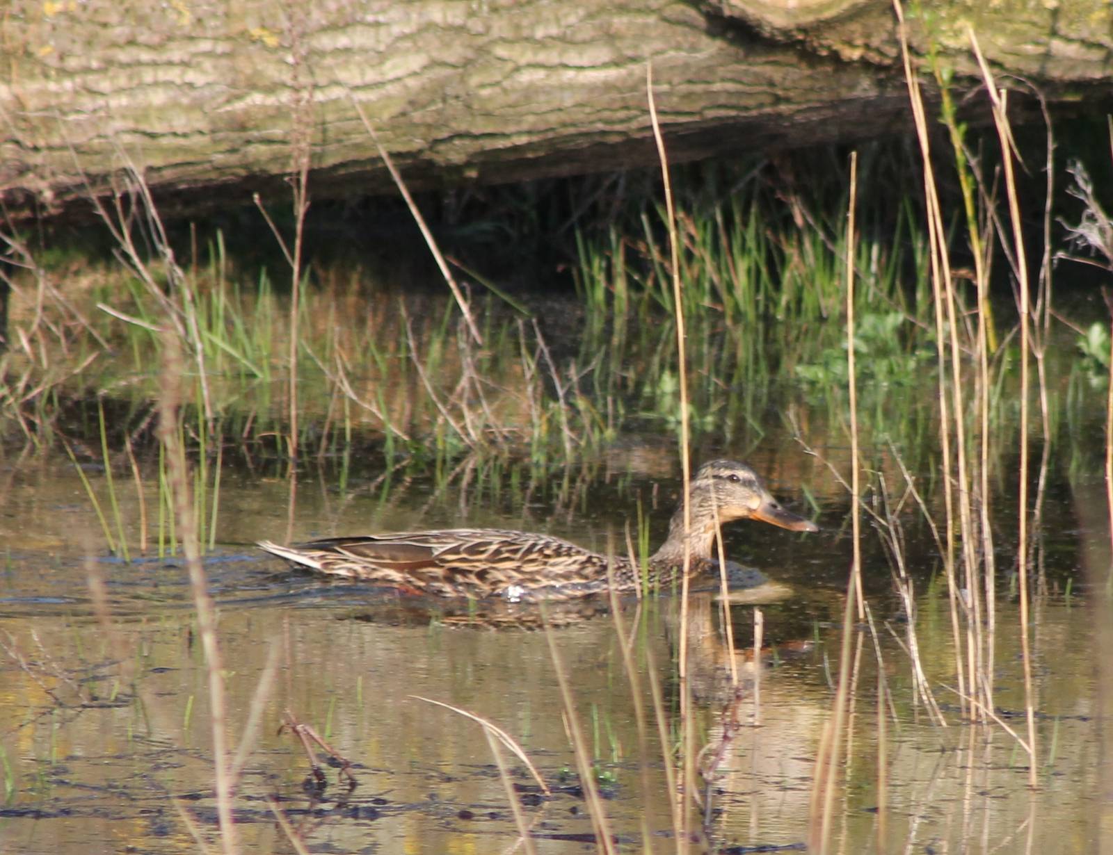Gadwall female
