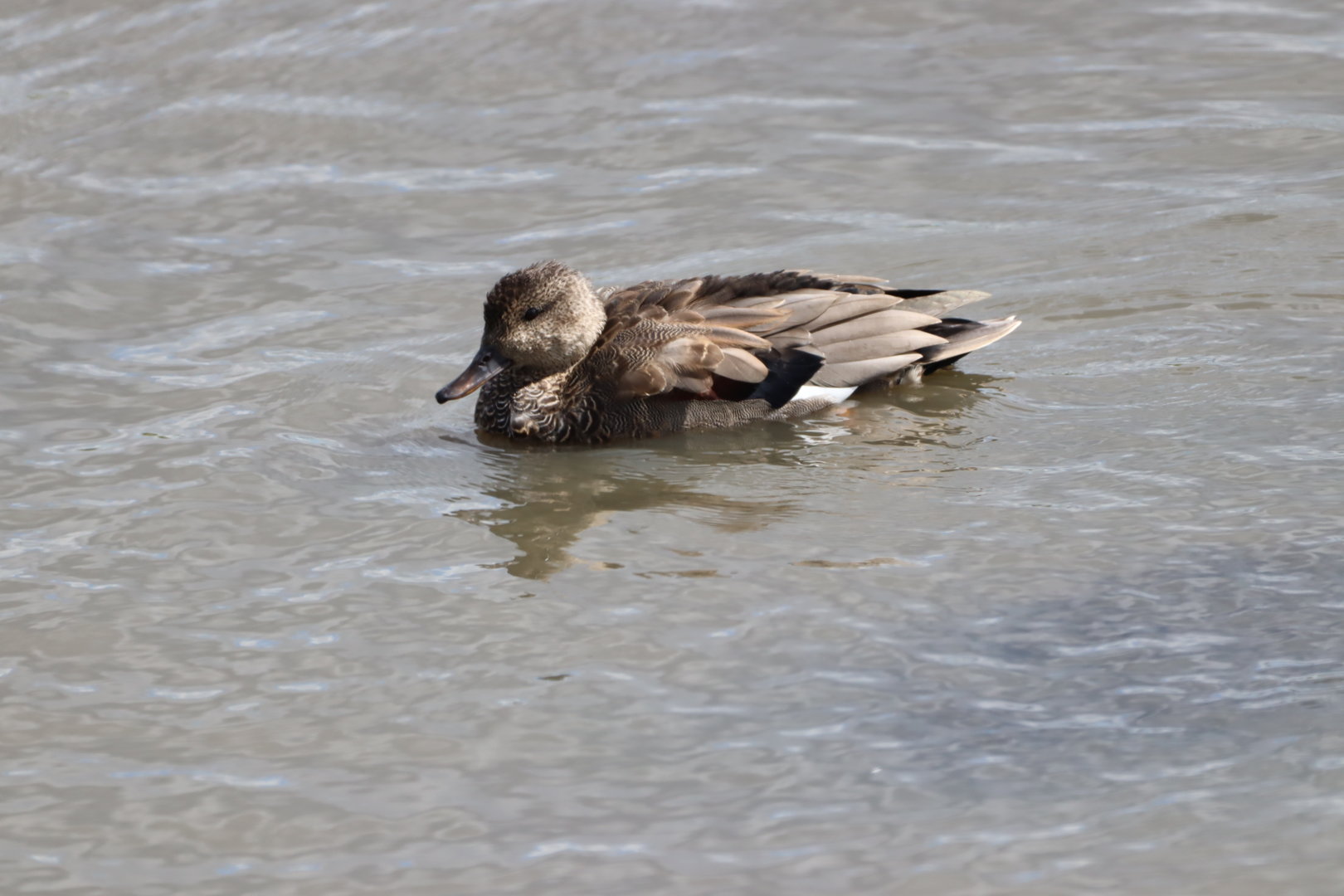Gadwall, in eclipse plumage