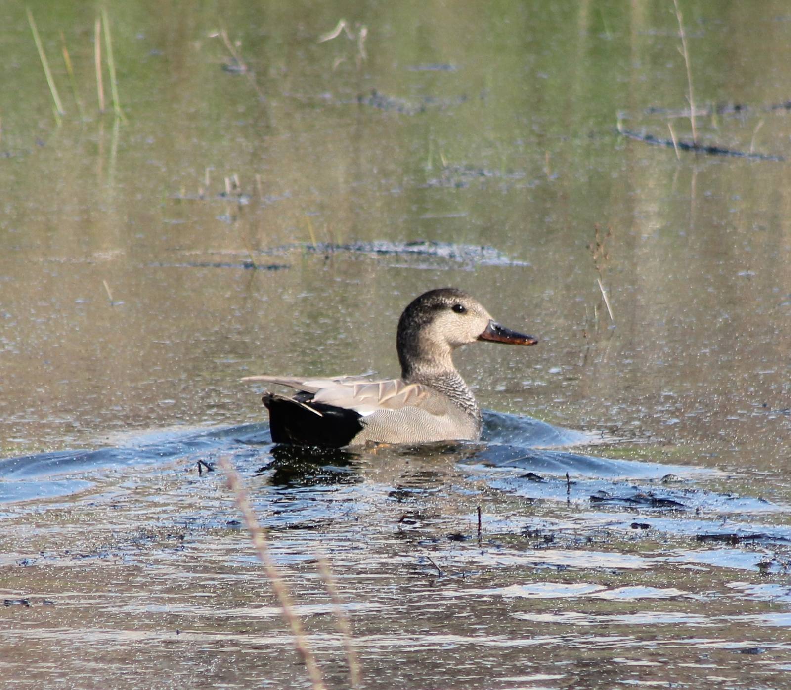 Gadwall male