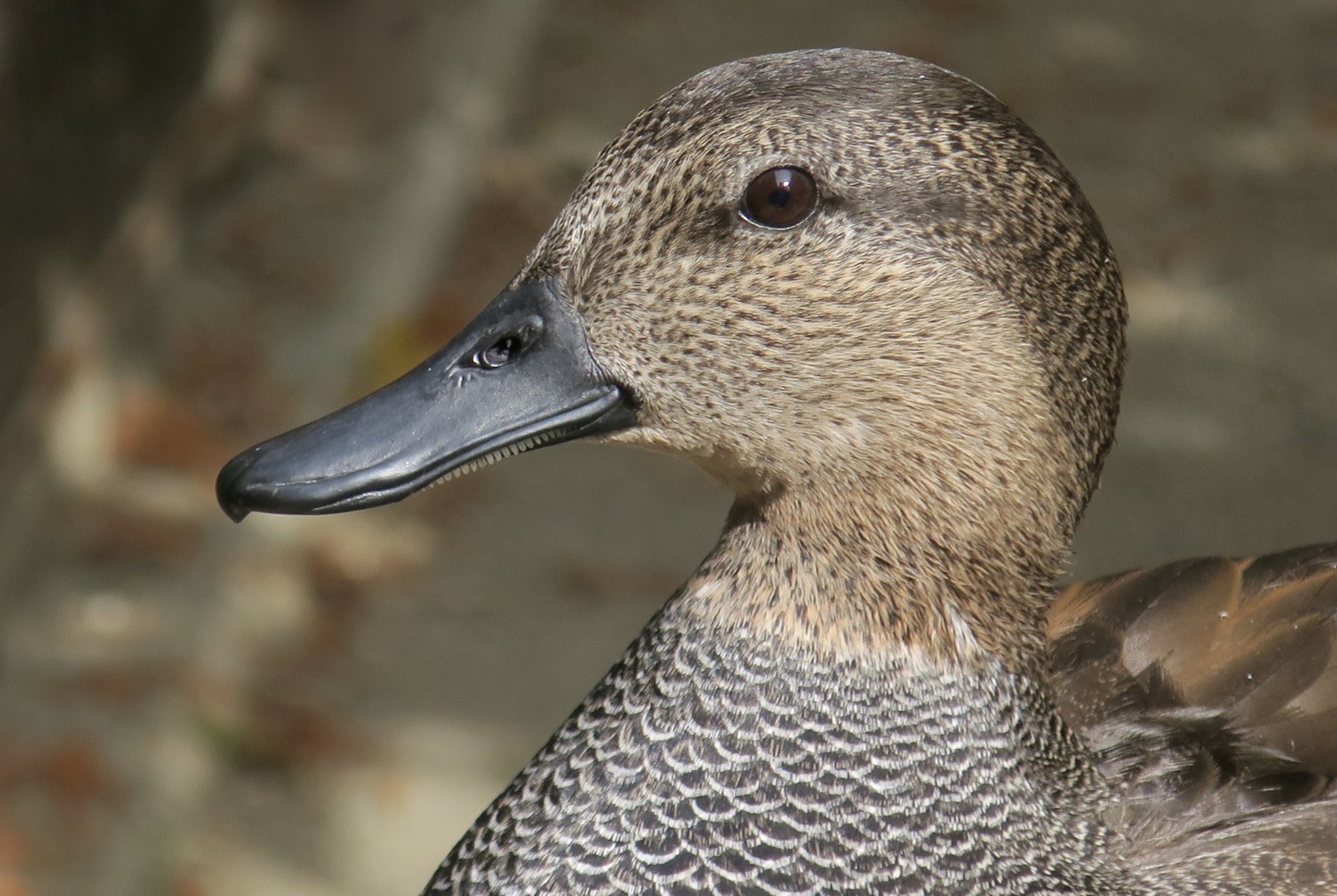 Gadwall (Mareca strepera) male