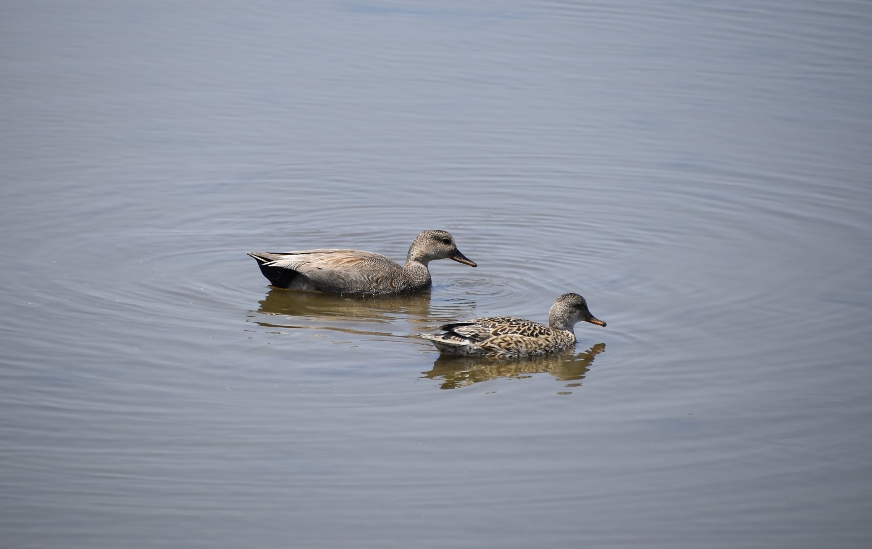 Gadwall (Mareca strepera) pair