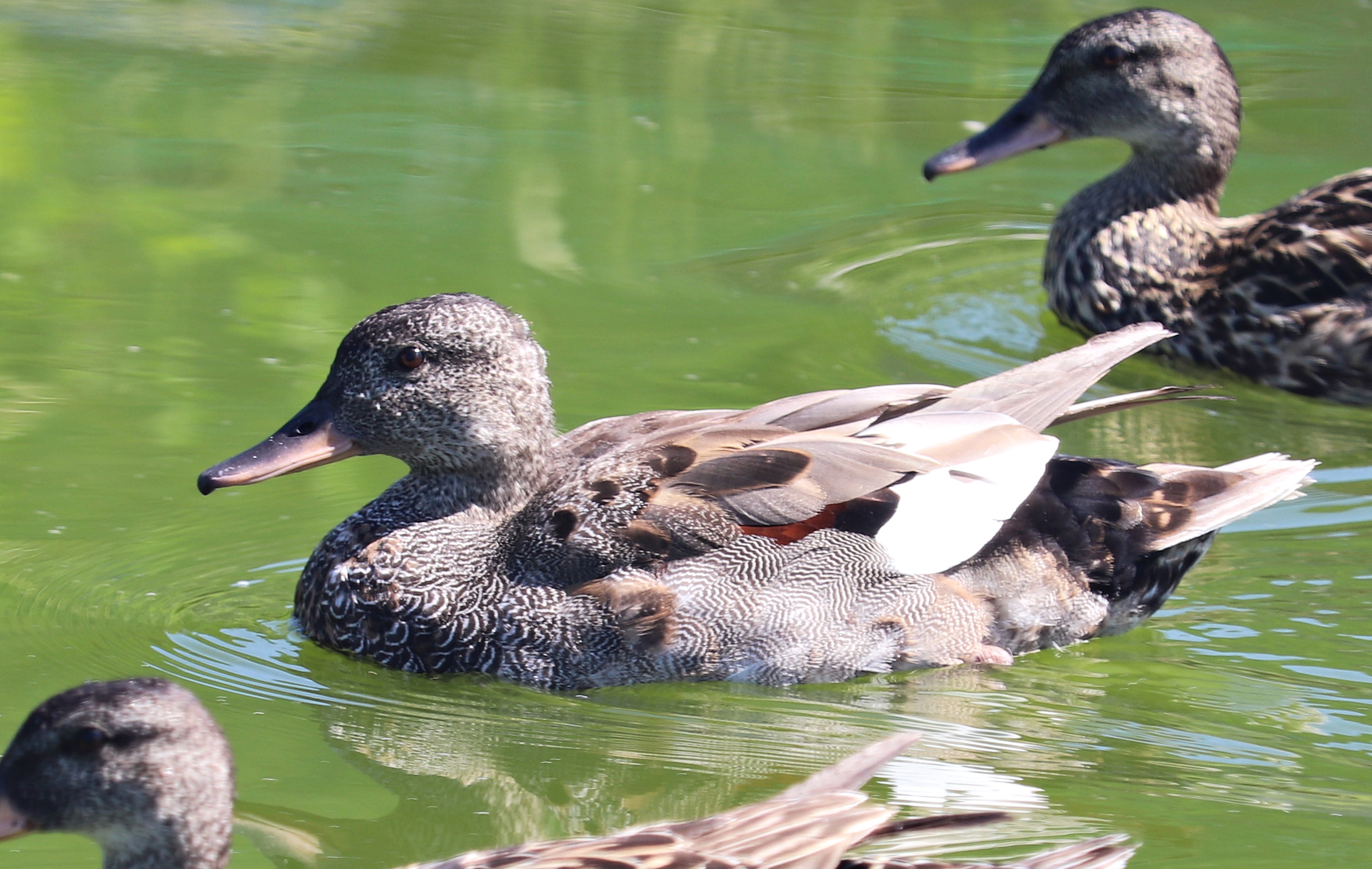Gadwall (Mareca strepera strepera)