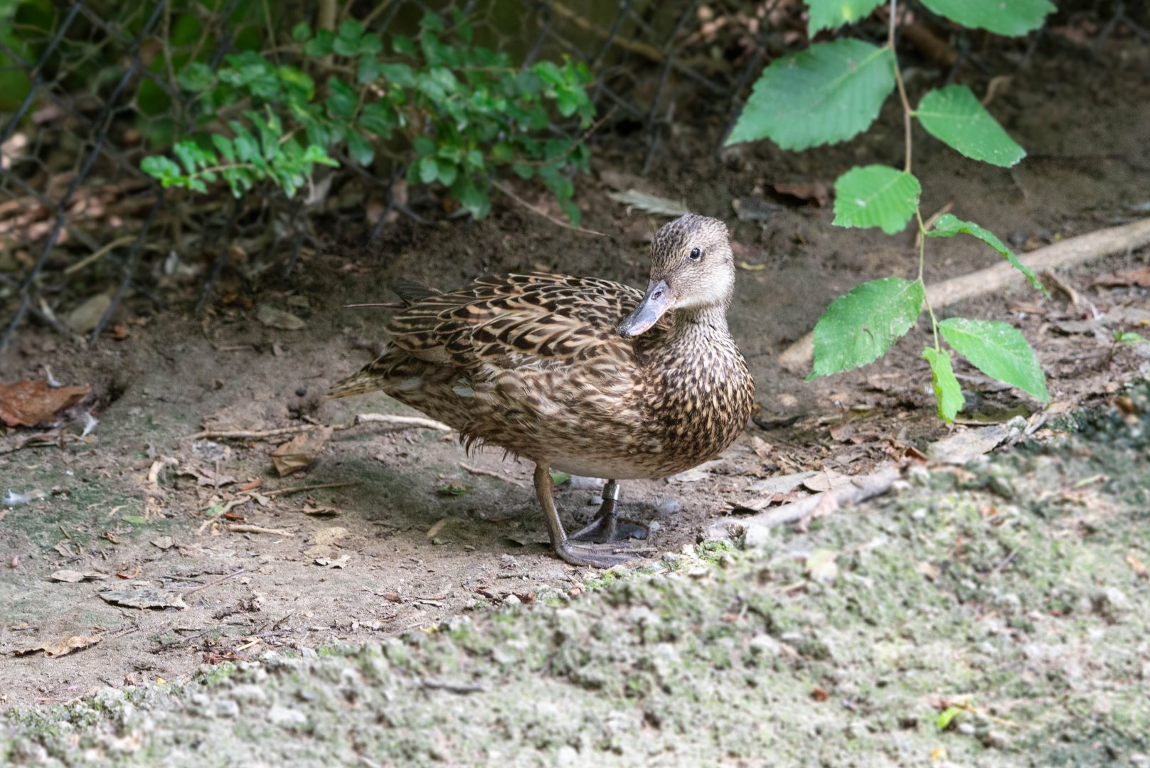 Gadwall- (Mareca strepera)