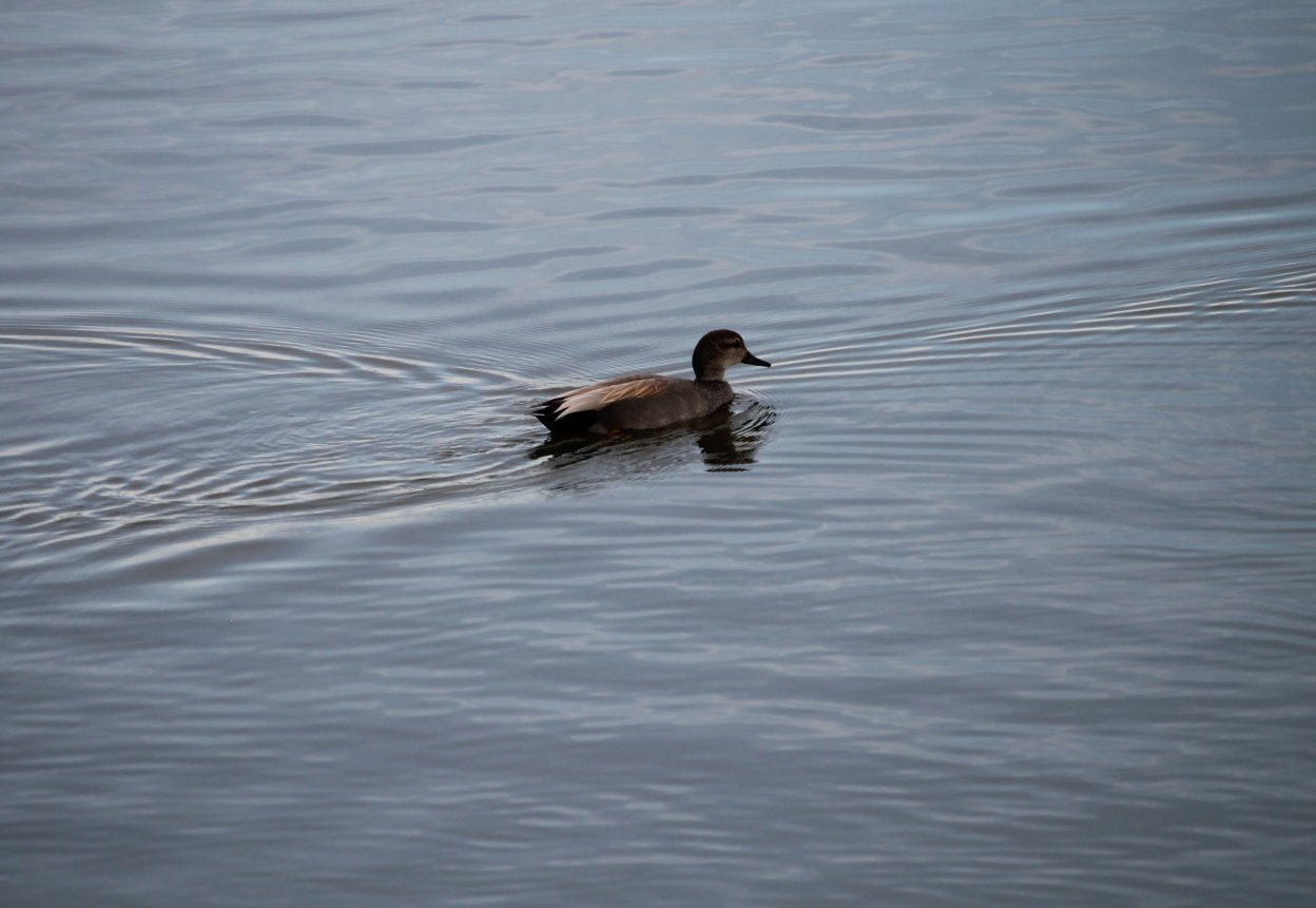 Gadwall (Mareca strepera)