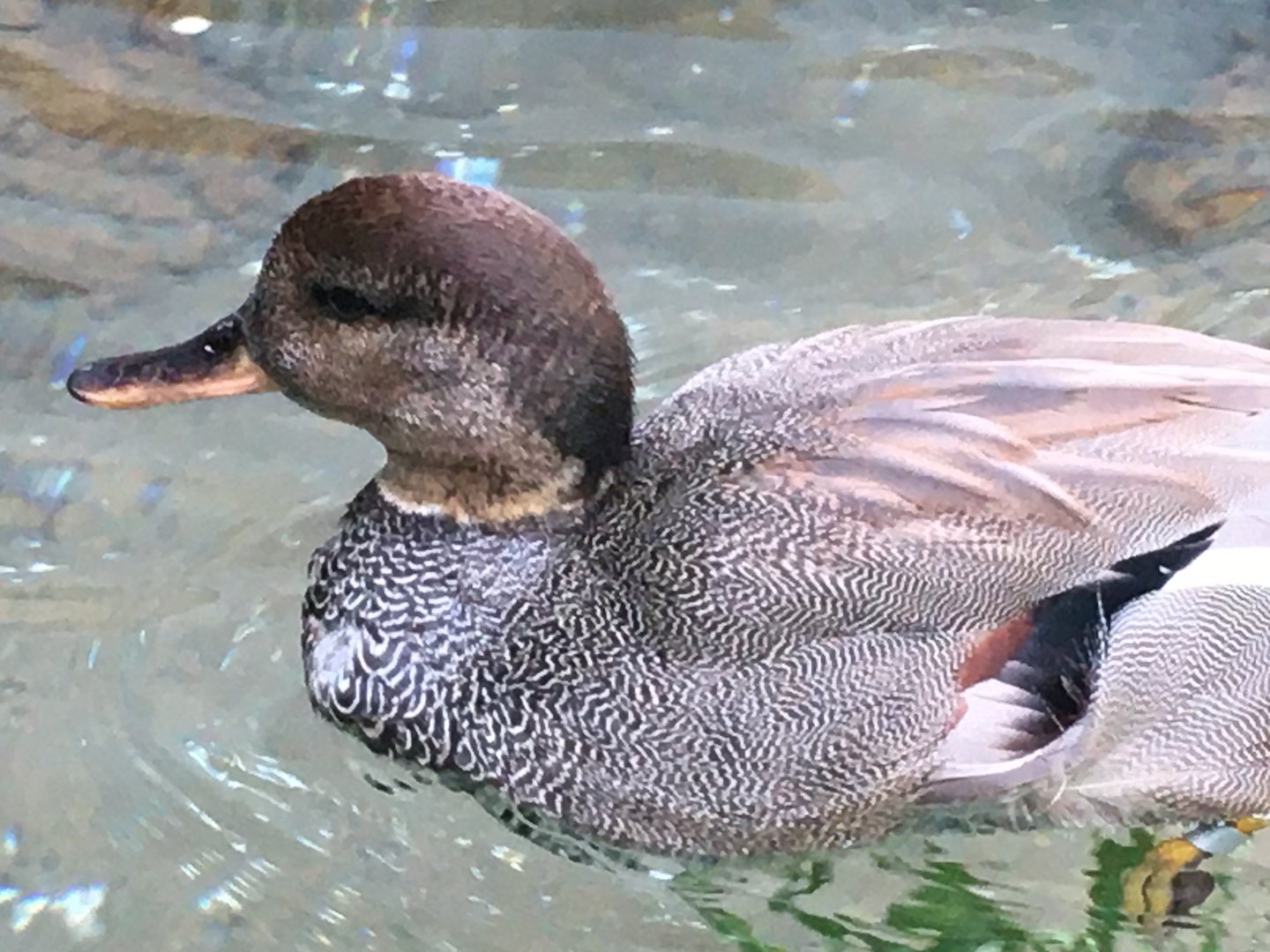 Gadwall (Mareca strepera)