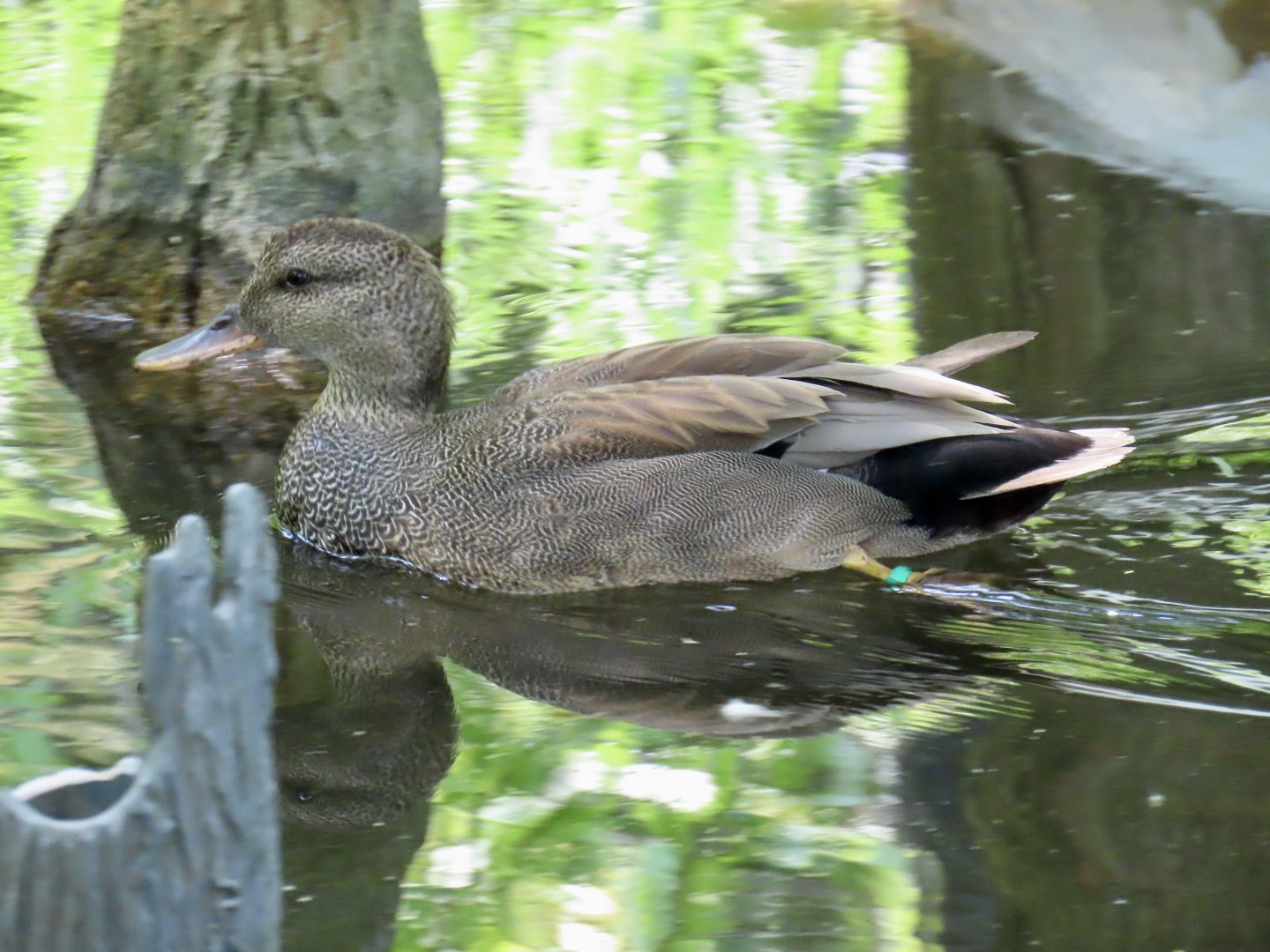 Gadwall (Mareca strepera)