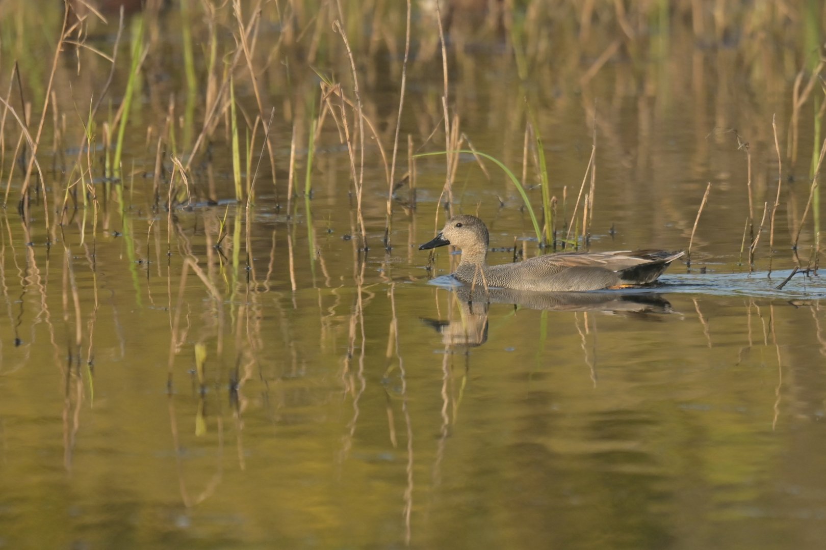 Gadwall Mareca strepera
