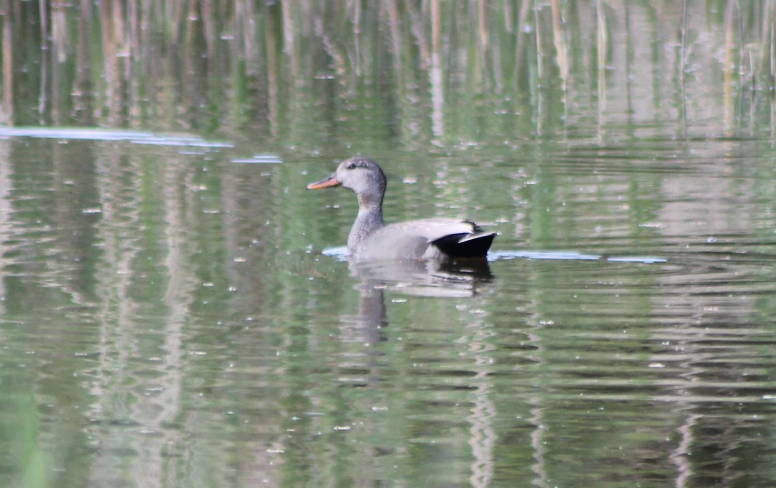 Gadwall
