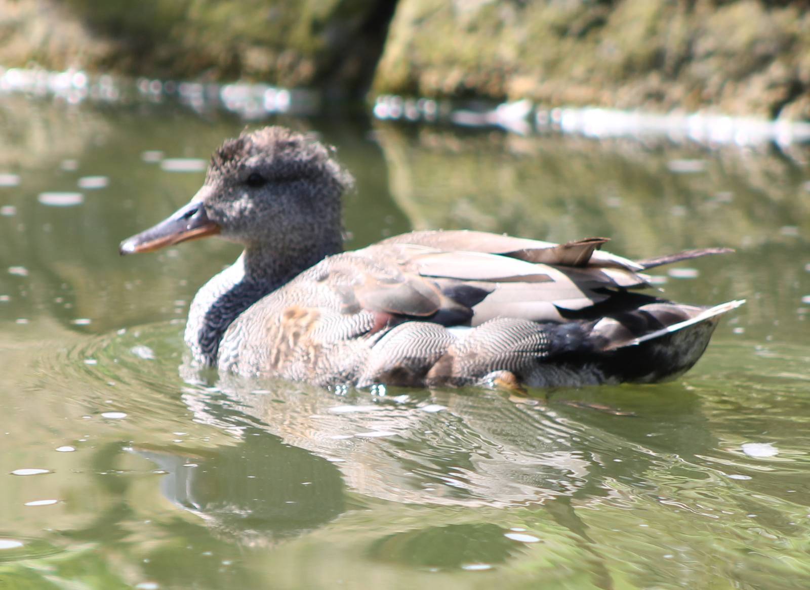 Gadwall