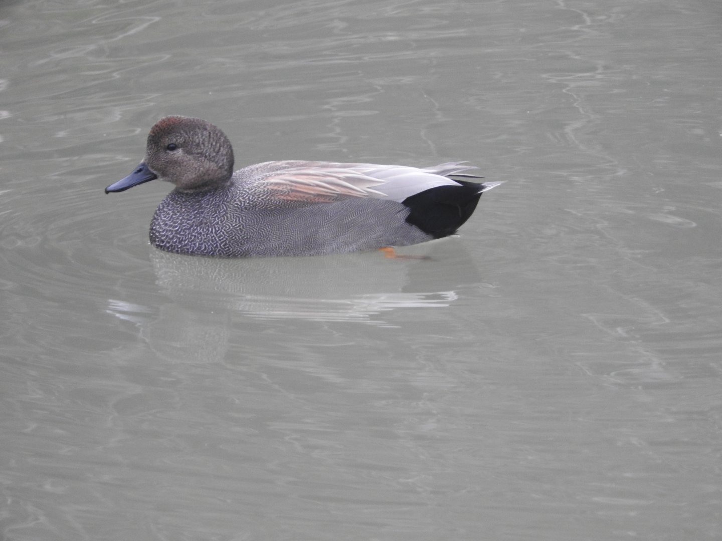 Gadwall