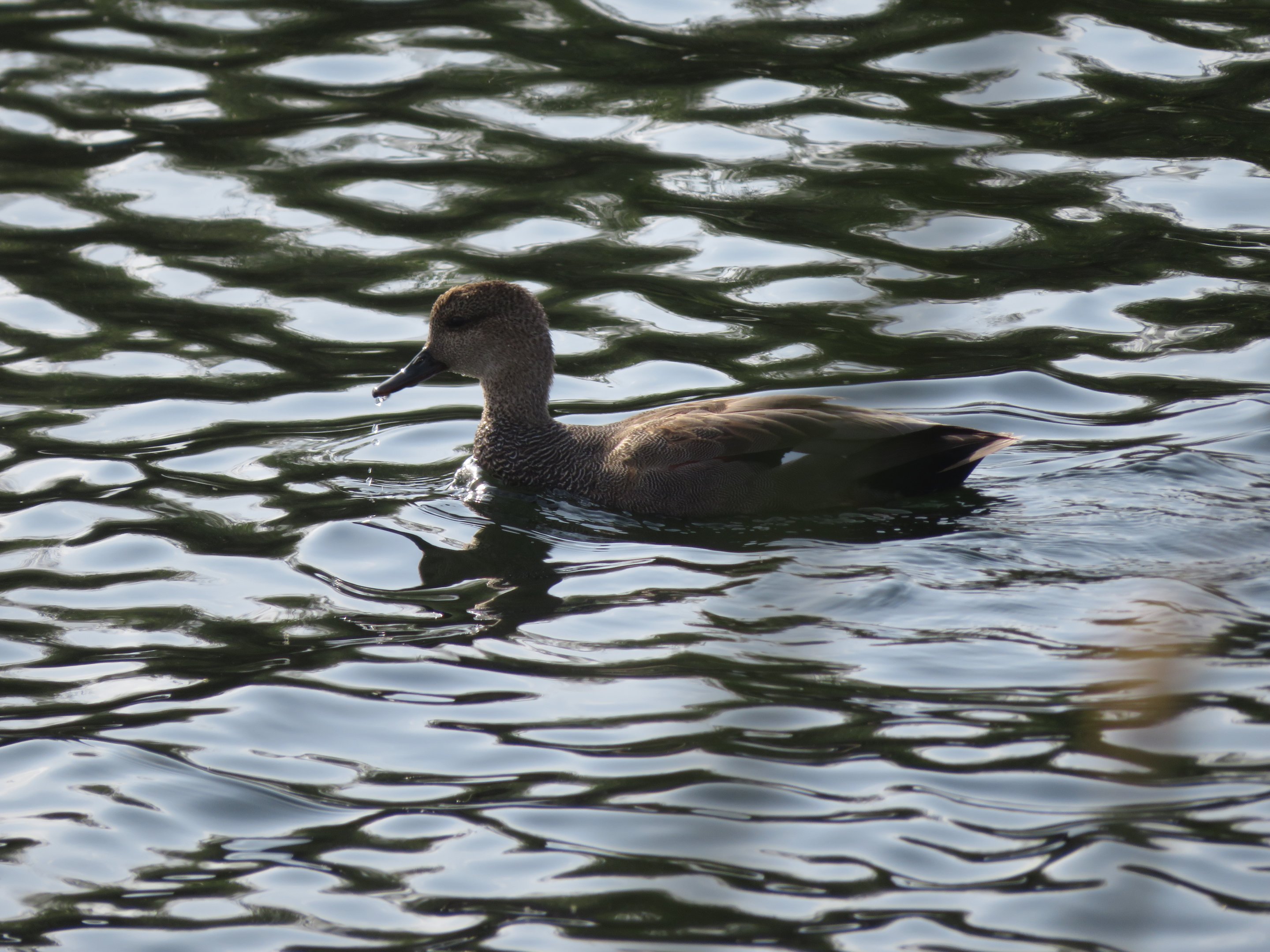 Gadwall