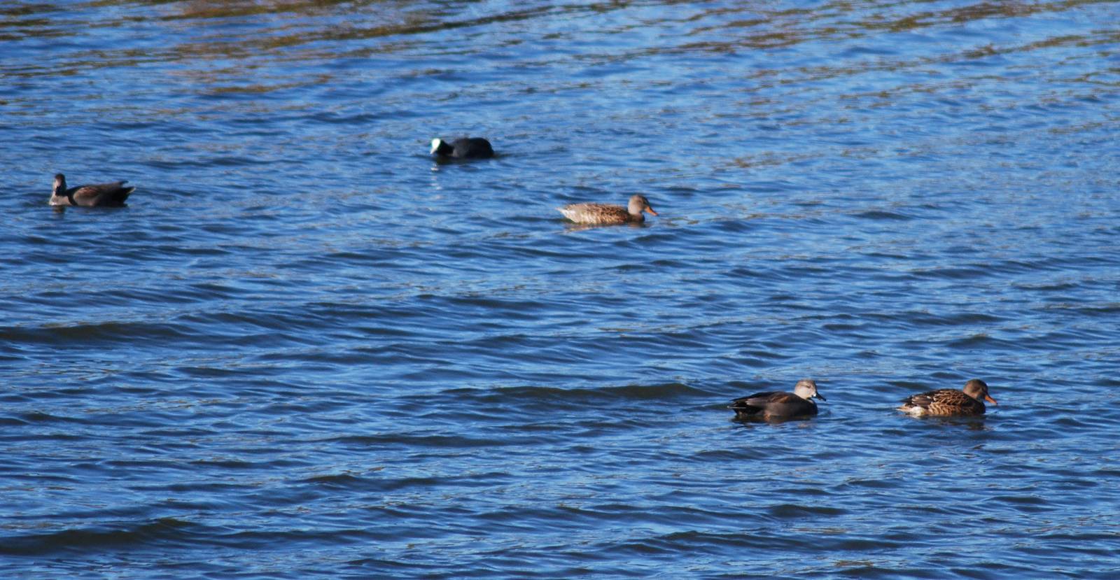 Gadwell and Coot SV RSPB