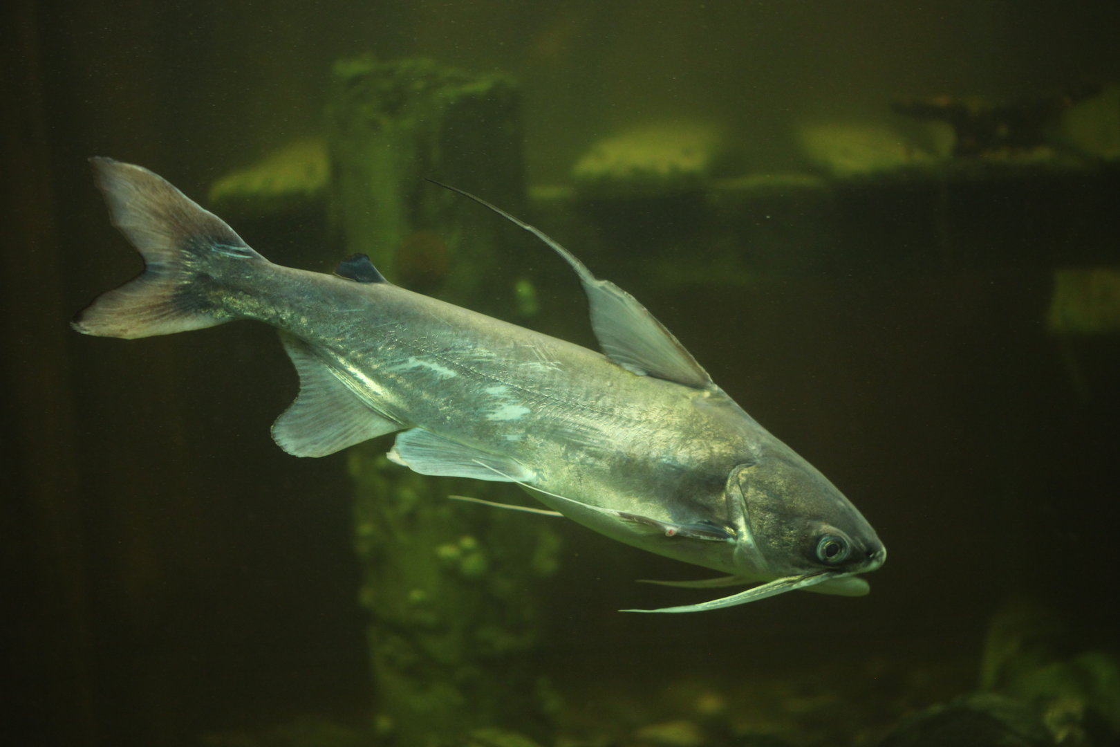 Gafftopsail catfish (Bagre marinus)