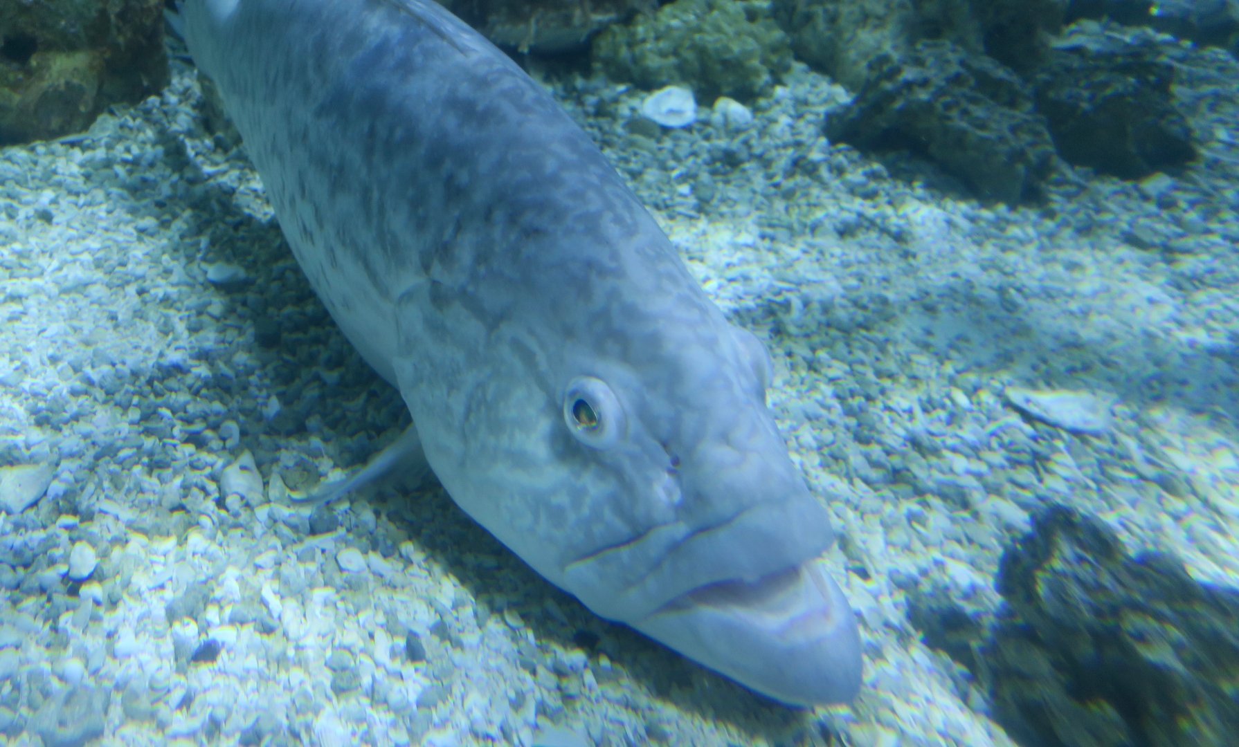 Gag Grouper (Mycteroperca microlepis)