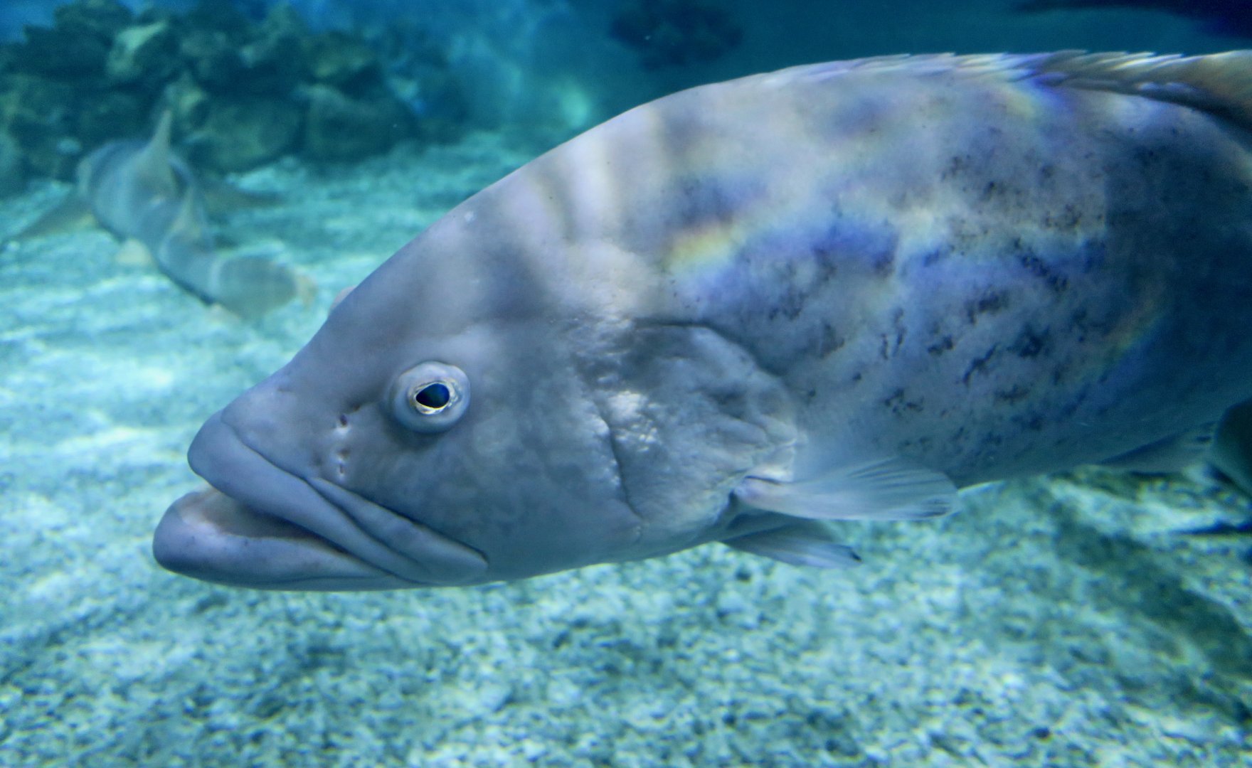 Gag Grouper (Mycteroperca microlepis)
