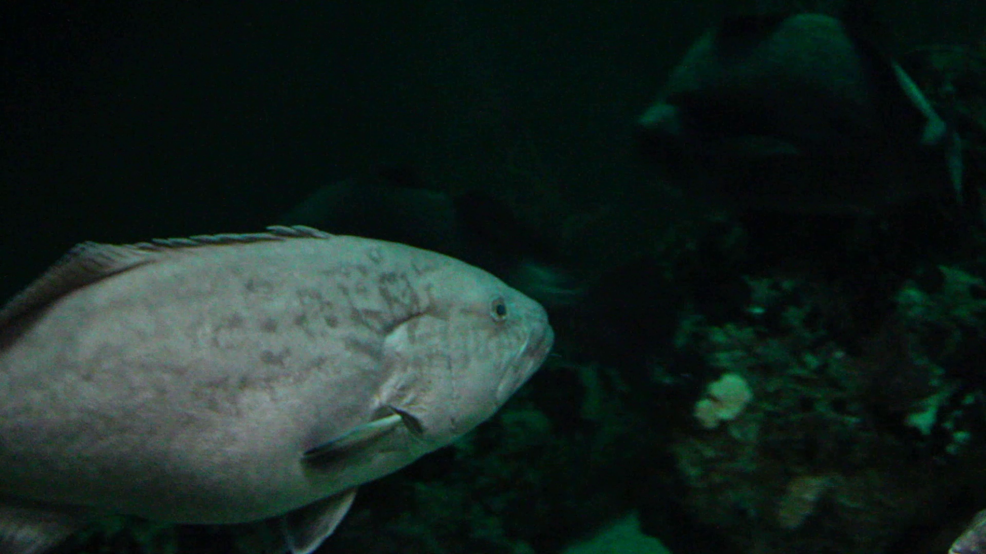 Gag grouper (Mycteroperca microlepis)