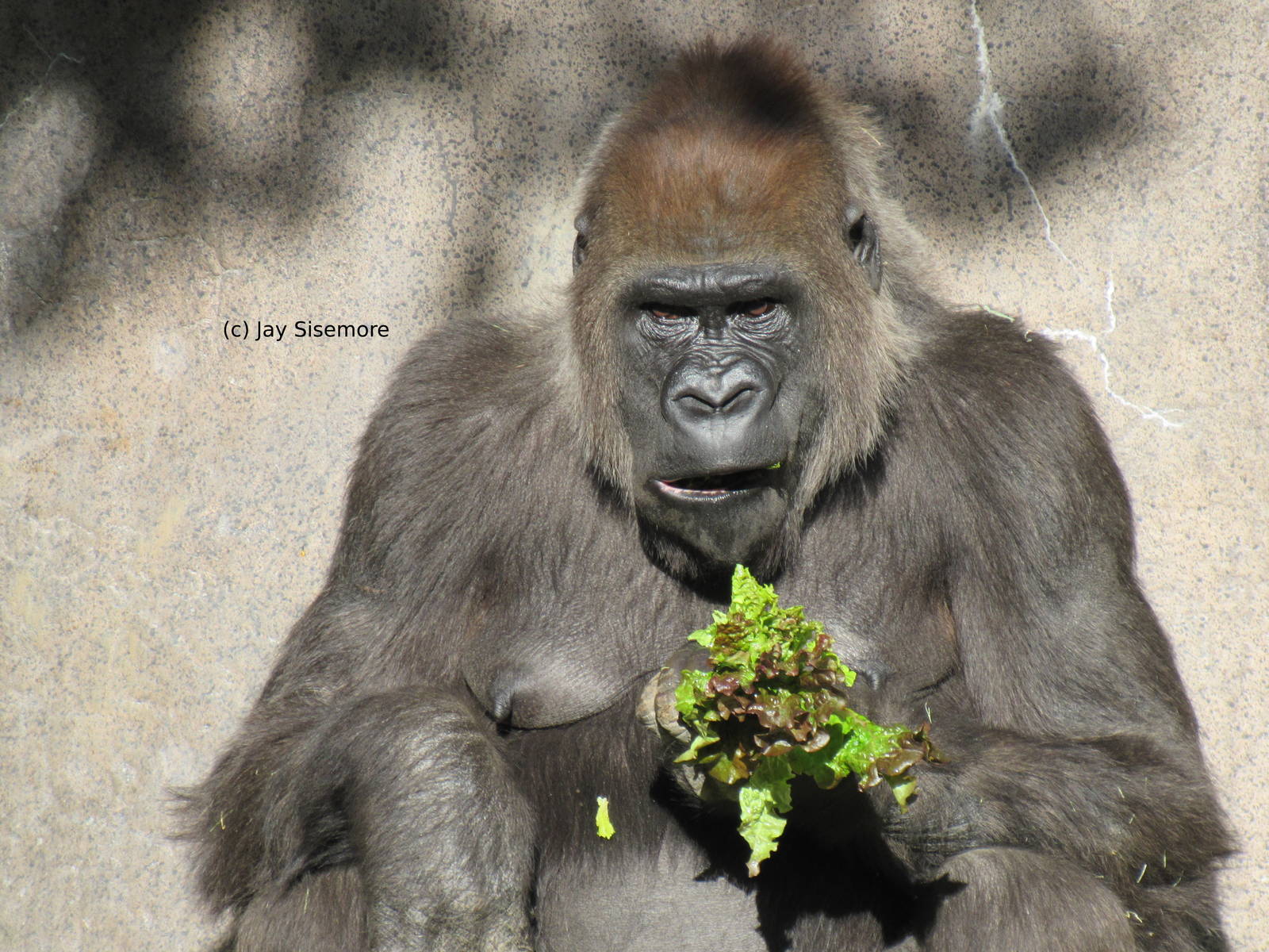 "Gah. Lettuce Again."