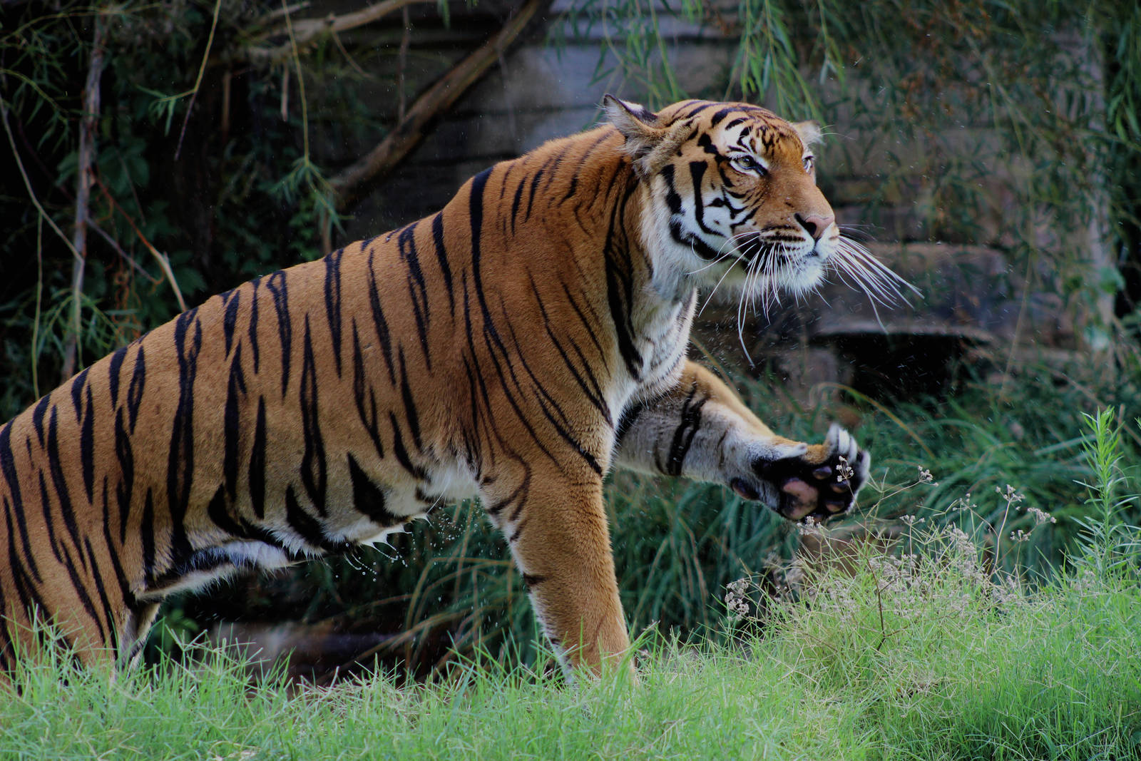 Gahara the male Malayan Tiger (Panthera tigris jacksoni)