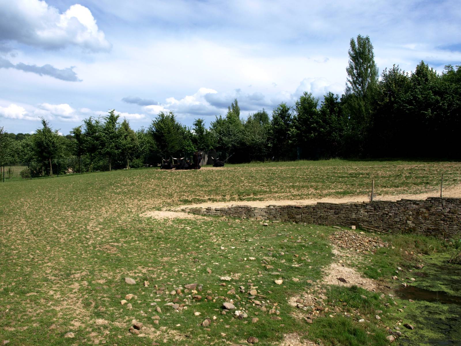 GaiaPark - Aurochs exhibit