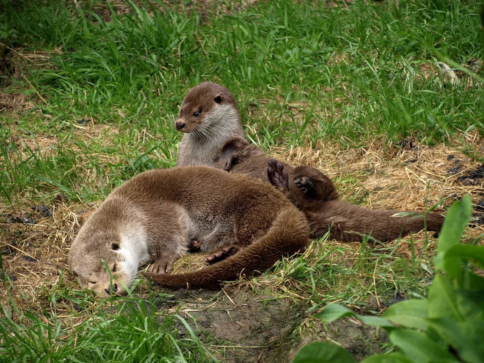 GaiaPark - European otters
