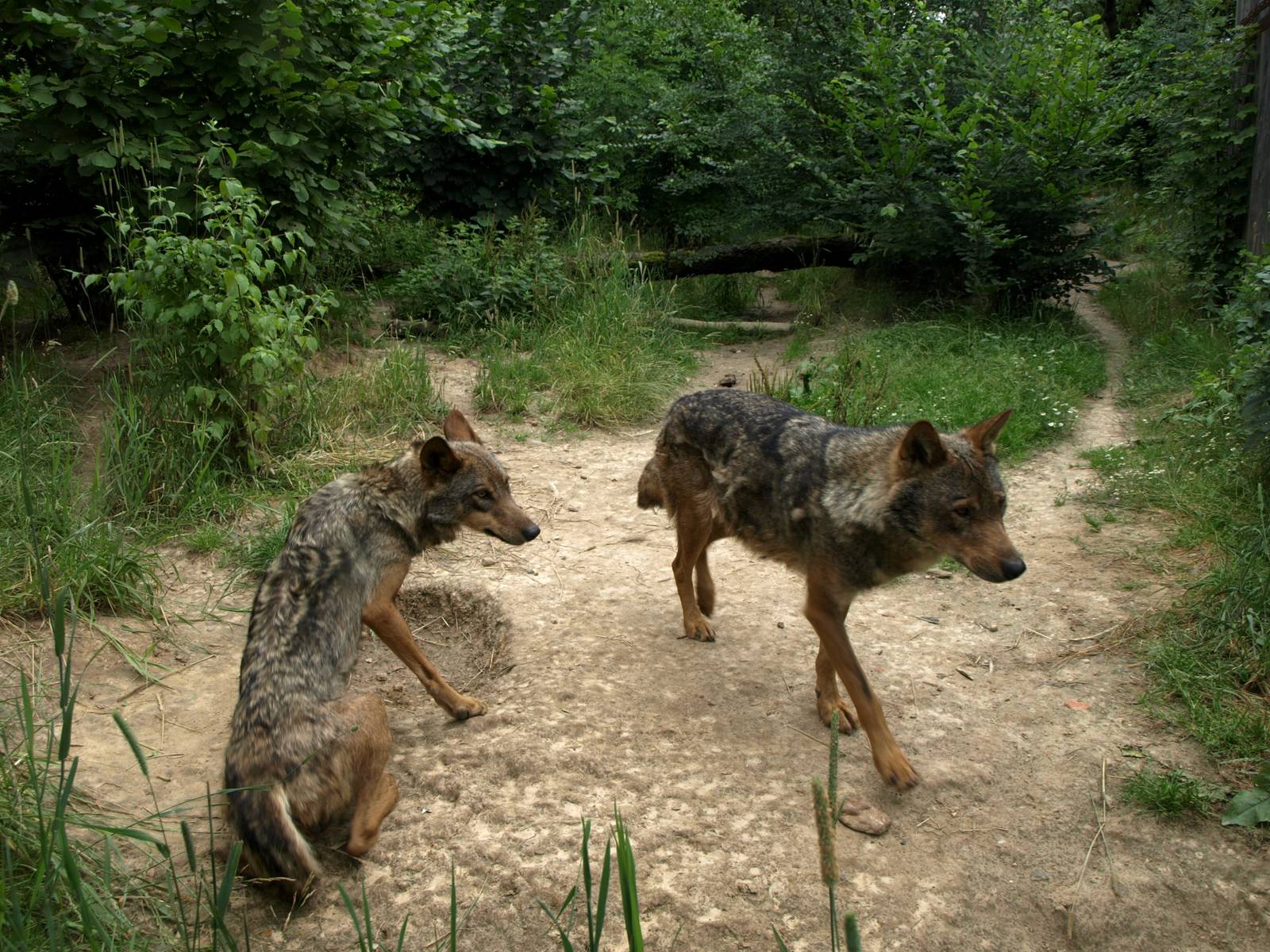 GaiaPark - Iberian wolf exhibit