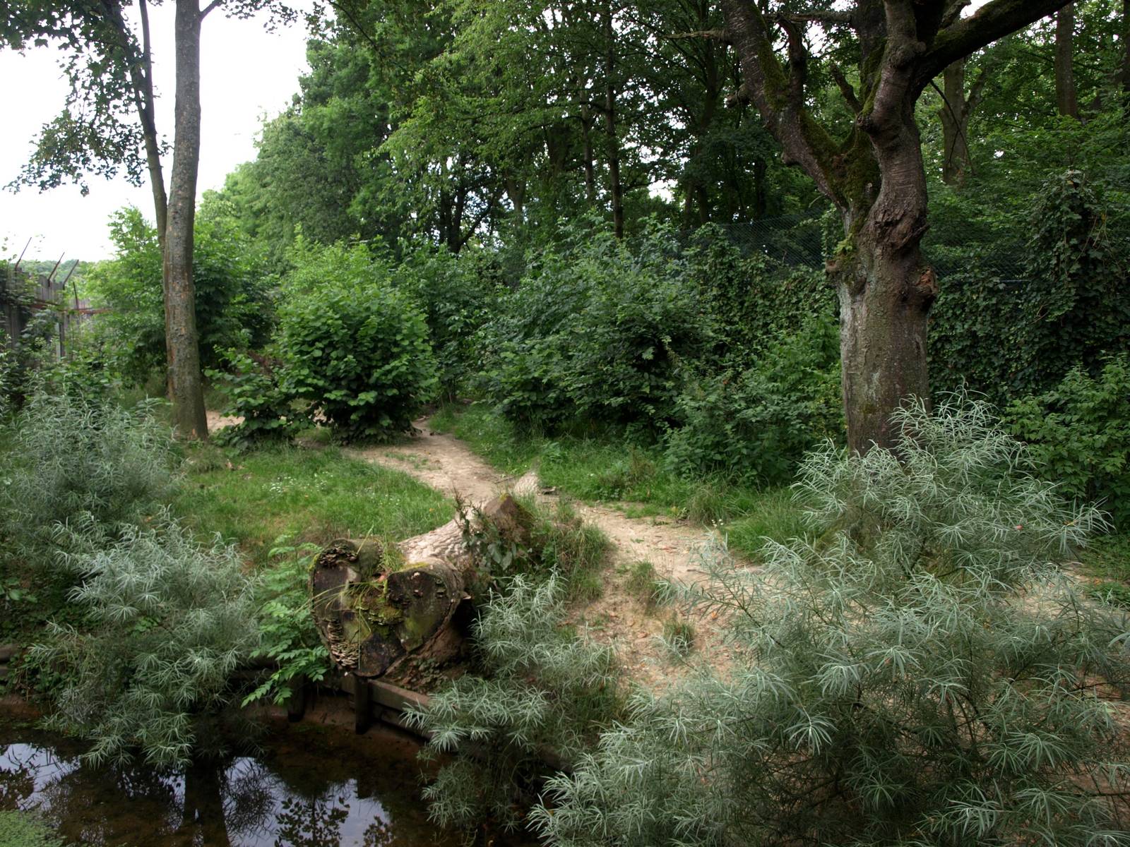 GaiaPark - Iberian wolf exhibit