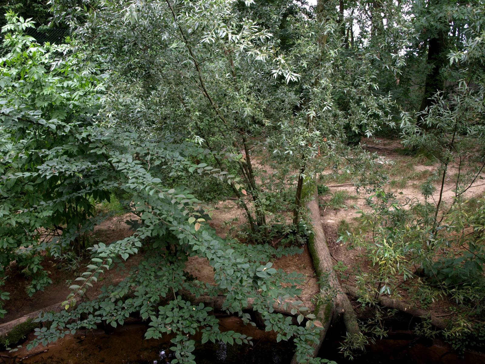 GaiaPark - Iberian wolf exhibit