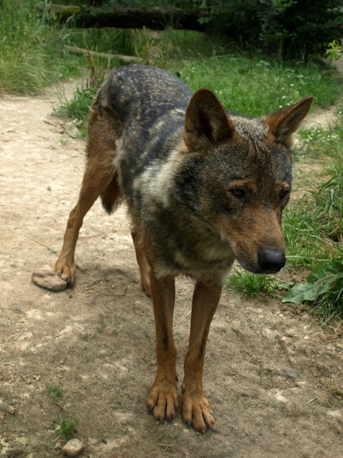 GaiaPark - Iberian wolf