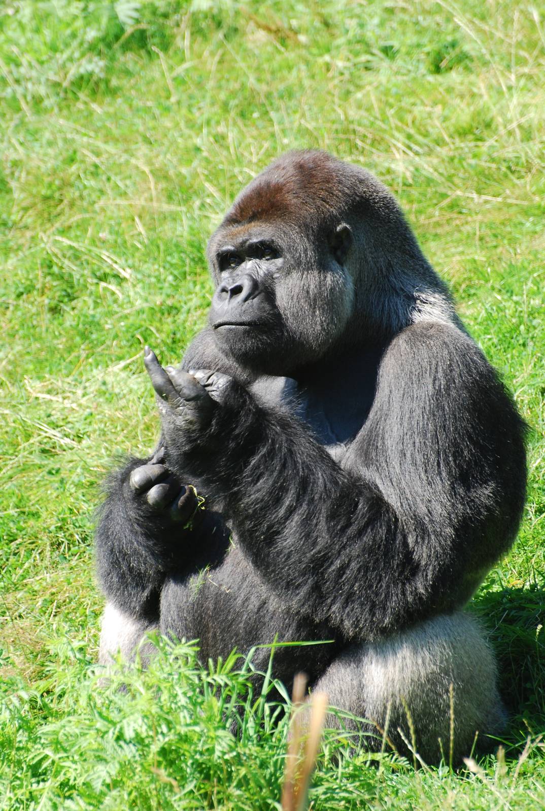 GaiaPark - July 2008