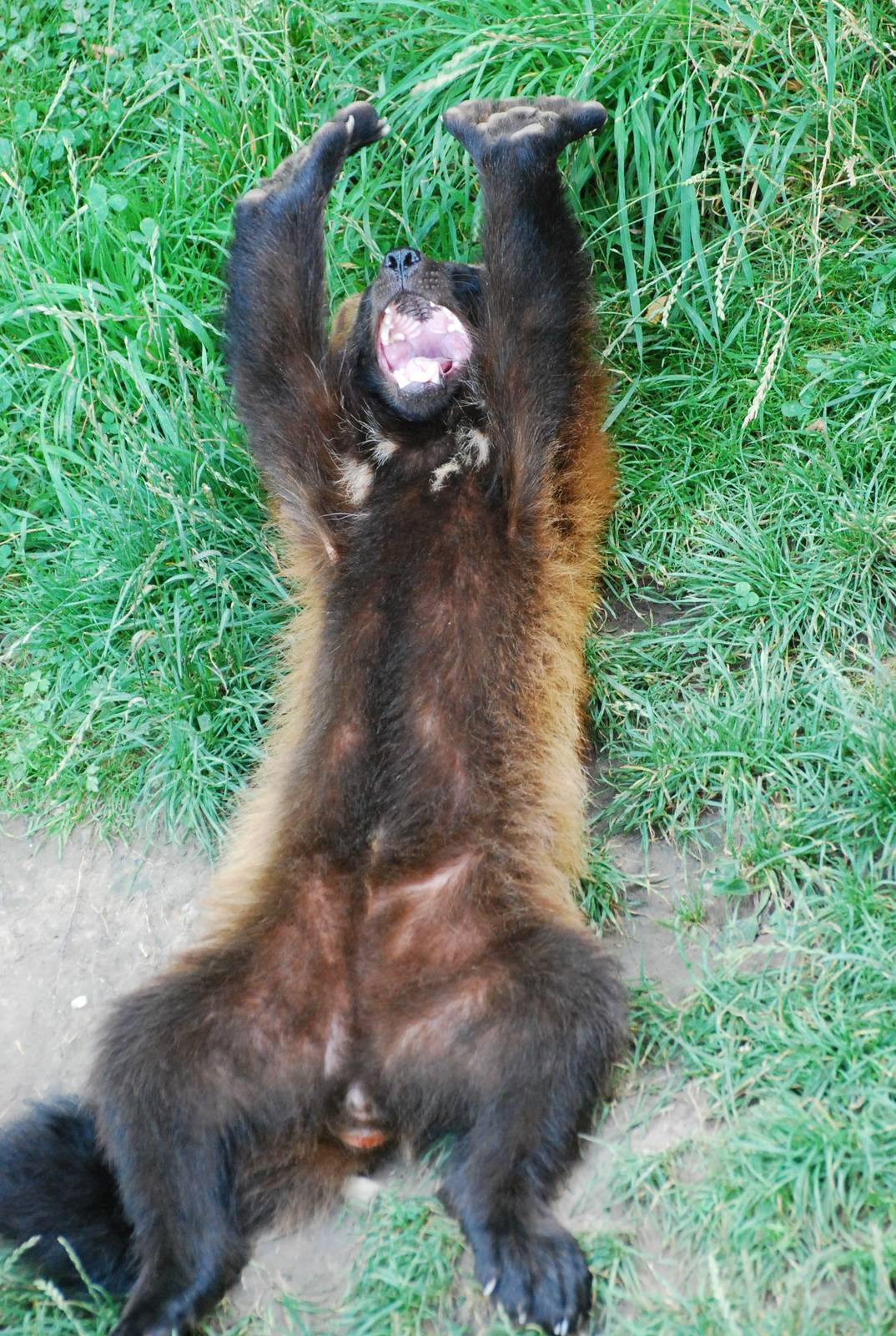 GaiaPark - July 2008