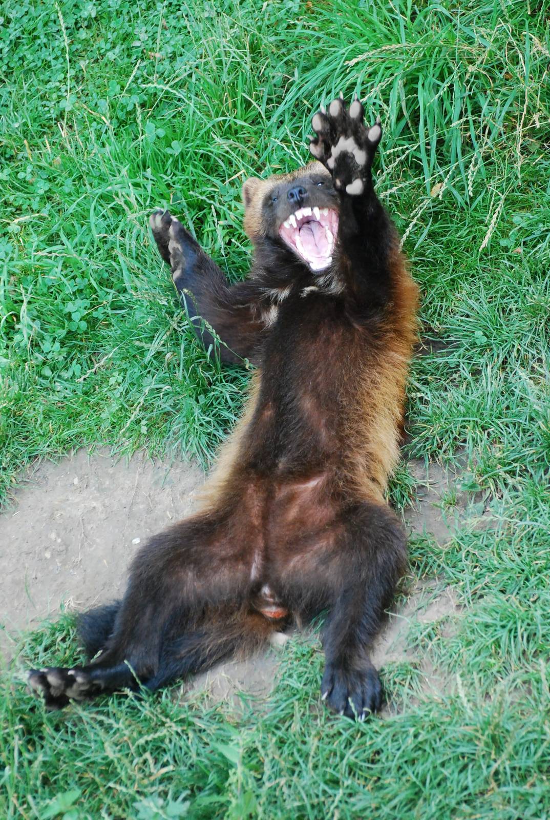 GaiaPark - July 2008