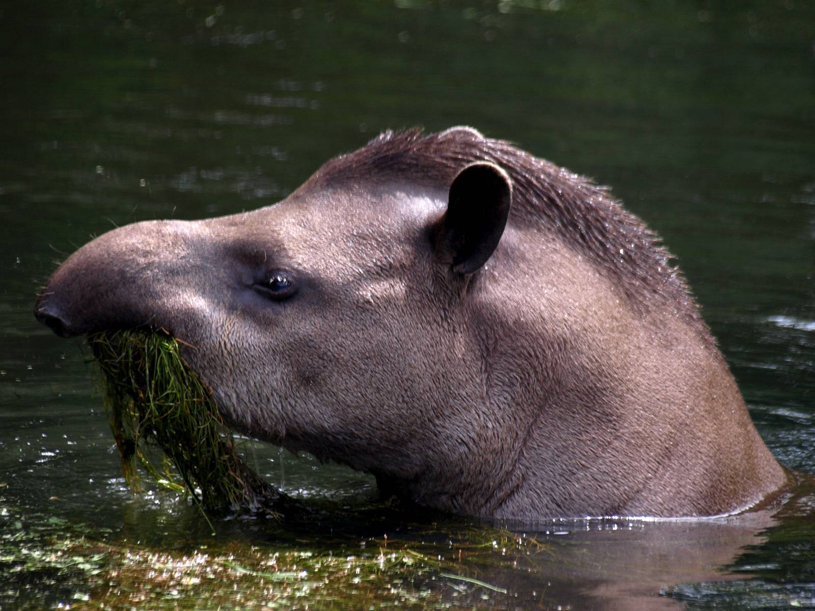 GaiaPark - Lowland tapir
