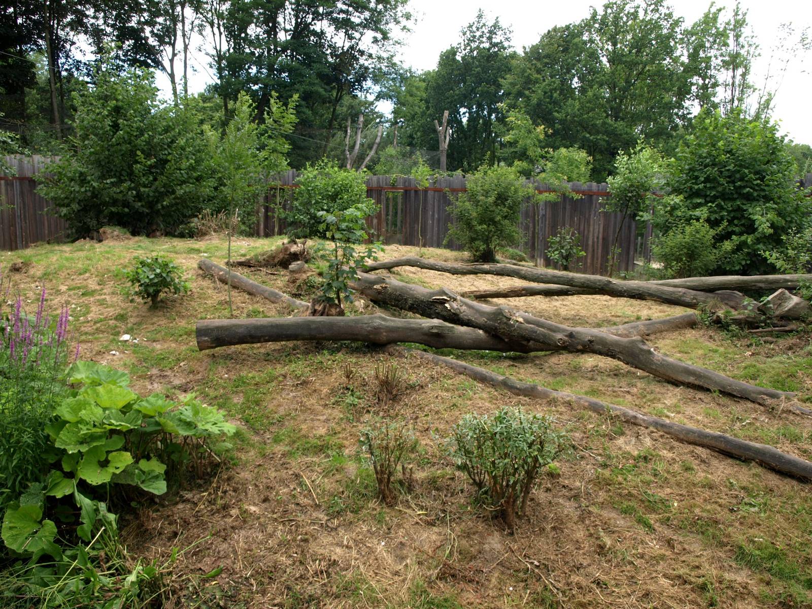GaiaPark - Lynx exhibit