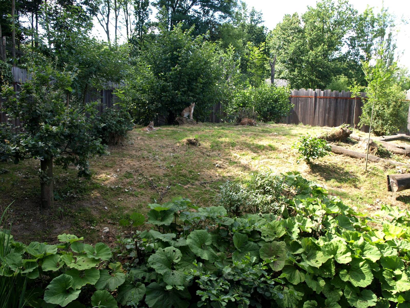 GaiaPark - Lynx exhibit