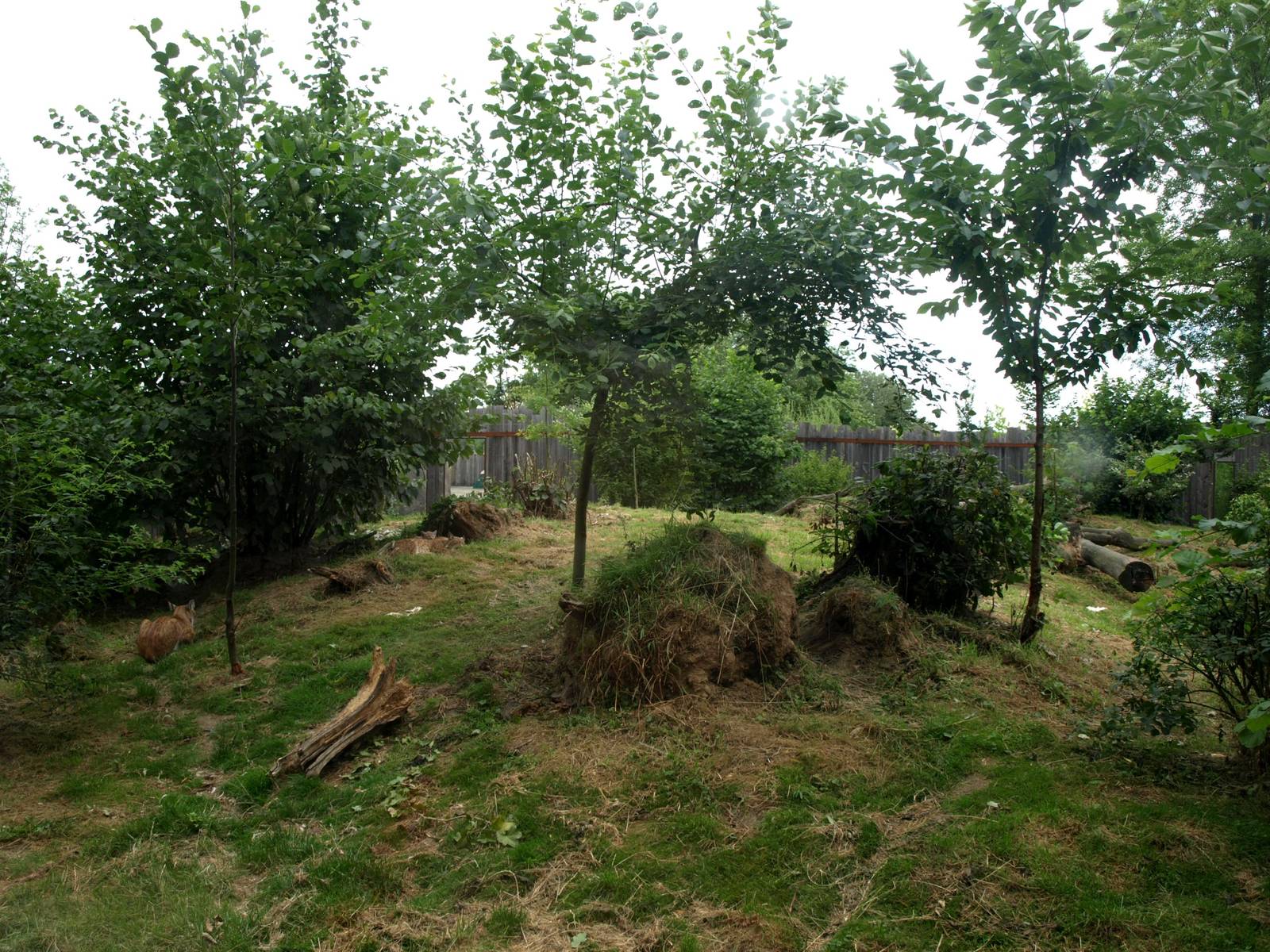 GaiaPark - Lynx exhibit